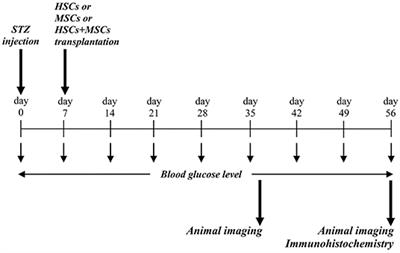 Co-transplantation of Human Fetal Mesenchymal and Hematopoietic Stem Cells in Type 1 Diabetic Mice Model